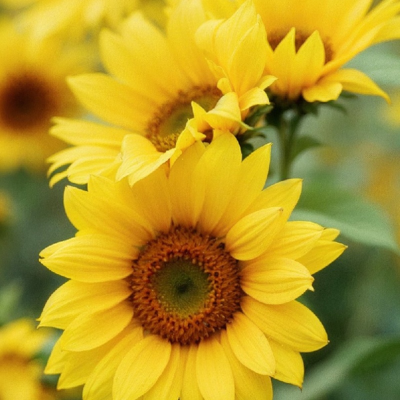 Sunflowers